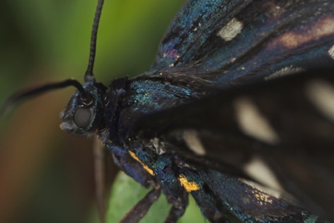 Amate Phegea